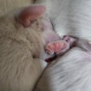 꼬똥켄넬 이미지