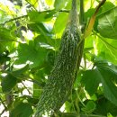 화원농장3 이미지