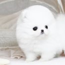 강아지는 내 운명 이미지