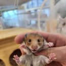 로던트 클럽 이미지