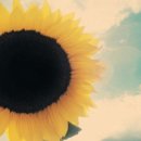 분당-394 이미지