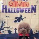 다우리 | 겁 많은 우리 아이가 푹 빠 양산애견유치원, 디엠 다우리 도그 센터 후기