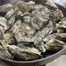 거제시장 | 대구 수성구 굴구이 맛집 신천시장 술집 거제굴구이 재방문 후기