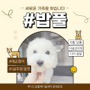루시드동물메디컬센터