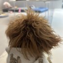 빵그루밍 이미지