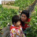 딸기네 Daum카페
