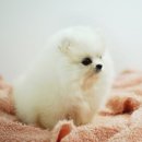 빵실빵실 Daum카페