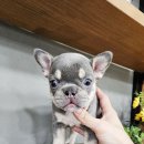 플레이독 파주본점 이미지