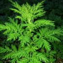 보령건강원 이미지