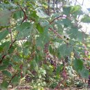 상미농장 이미지