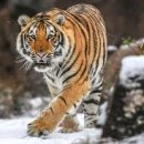 잉글랜드제화 이미지