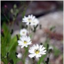 가평군 축령산 잣나무 숲에서 만난 꽃 이미지