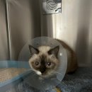 늘봄 동물병원 이미지