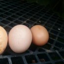 소영농장 이미지