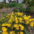 골든벨 발아 이미지