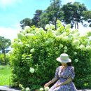 도솔광장 야외공연장 | 천안 목수국 명소 도솔광장 도솔공원엔 맥문동 무궁화도 있다