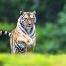 호랑이네 이미지