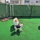 하나빛캐슬유치원 | 울산애견호텔 캐슬 애견호텔 애견유치원 다녀온 후기 공유해요