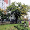 남천(교동리) 티스토리
