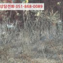 진전면927 이미지