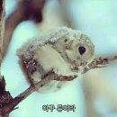 세마이 이미지
