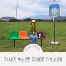 가시리마을 | 가시리 녹산로 유채꽃 벚꽃 개화 상태 서귀포유채꽃축제 1일차 후기