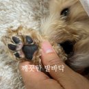 연향1로 | [순천애견미용] 놀이방부터 호텔, 미용까지 한 번에! 연향동 &#39;견과 하루&#39;