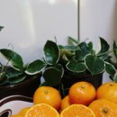 동환농장 이미지