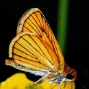 6.19 곤충강 _ 나비목6 (영어 이름 Moths, Butterflies) 이미지