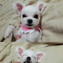 개키우는 언니 이미지