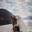 냥이의꿈 이미지