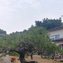 태경조경