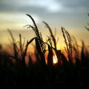 지방농장 이미지