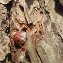 소나무동산 이미지