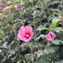 청와(아) 이미지