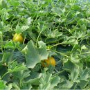 위드독스샵 이미지