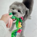 몽그르르 | 탕정 애견샵 '몽그르르' 가성비 좋고 친절한 곳 발견!!