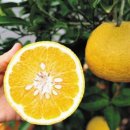 신효동 하귤나무 이미지