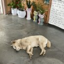 순덕이네 | [제주] 제주 돌문어 최강맛집은 순덕이네 / 순덕이네 내돈내산 후기