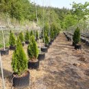 조경농장 이미지