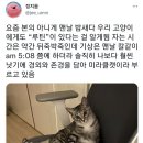 우리 고양이에게도 “루틴”이 있다는 걸 알게됨 이미지