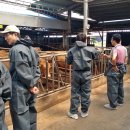 순천한우 농장 이미지