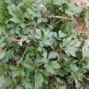 달성보약산민박 이미지