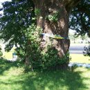 홍산객사 은행나무 이미지