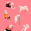싼타사진관 이미지