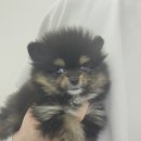 댕댕프렌즈 이미지