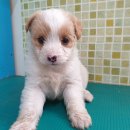 서부북로 이미지