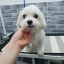 닥터각 동물병원 이미지