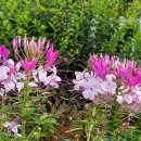 뽑기데이트 이미지