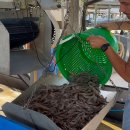 걸프 해안 새우잡이들은 관세가 업계의 생명선이라고 말합니다.NOAA Fisheries에 따르면 미국은 2021년부터 2024년까지 다른 이미지